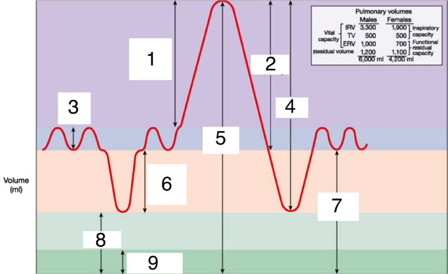 <ol><li><p>inspiratory reserve volume IRV</p></li><li><p>Inspiratory capacity</p></li><li><p>Tidal volume TV</p></li><li><p>Vital capacity</p></li><li><p>Total lung capacity</p></li><li><p>Expiratory reserve volume ERV</p></li><li><p>Functional residual capacity</p></li><li><p>Residual volume</p></li></ol>