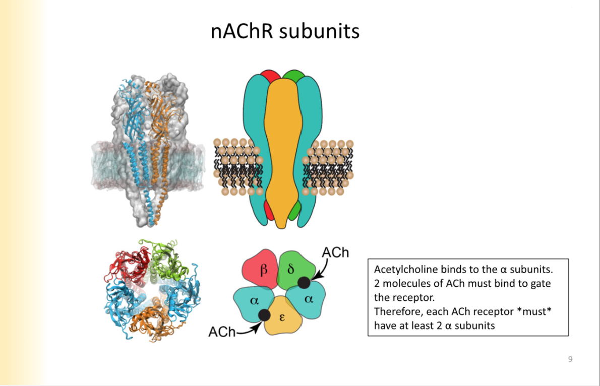 <p>alpha, beta, delta, epsilon</p><p>in order for receptor to open, two molecules of ACH have to bind on ALPHA SUBUNITYS ONLY- every receptor has to have atleast two alpha subunits</p>
