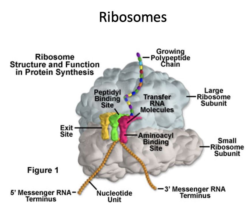 <ul><li><p>Site of protein synthesis</p></li><li><p>Has two binding sites for tRNA molecule: A and P sites, each of which extends over both subunits.</p></li><li><p>During translation, the <strong>A site</strong> binds an incoming Aminoacyl tRNA as directed by the codon currently occupying the site.&nbsp;The codon specifies the next amino acid to be added to the growing peptide chain.</p></li><li><p style="text-align: left;">The <strong>P site </strong>codon is occupied by the Peptidyl-tRNA. This tRNA carries the chain of amino acids that has already been synthesized.</p></li><li><p>An <strong>E site</strong> is also there that is occupied by the empty tRNA that is about to exit the ribosome</p></li></ul><p></p>