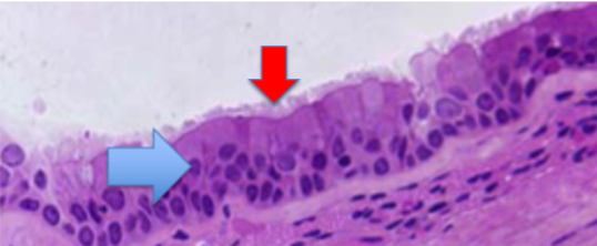 <p>Identify:</p><ol><li><p>Tissue Type</p></li><li><p>Locations found</p></li><li><p>location specific functions</p><p></p></li></ol><p></p>