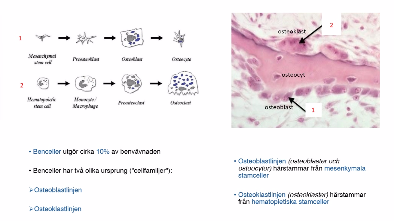 <p><strong>Osteoblastlinjen</strong></p><ul><li><p>Härstammar från mesenkymala stamceller</p></li><li><p>Osteoblaster och osteocyter</p></li></ul><p><strong>Osteoklastlinjen</strong></p><ul><li><p>Härstammar från hematopietiska stamceller(blod)</p></li><li><p>Osteoklaster</p></li></ul><p></p>