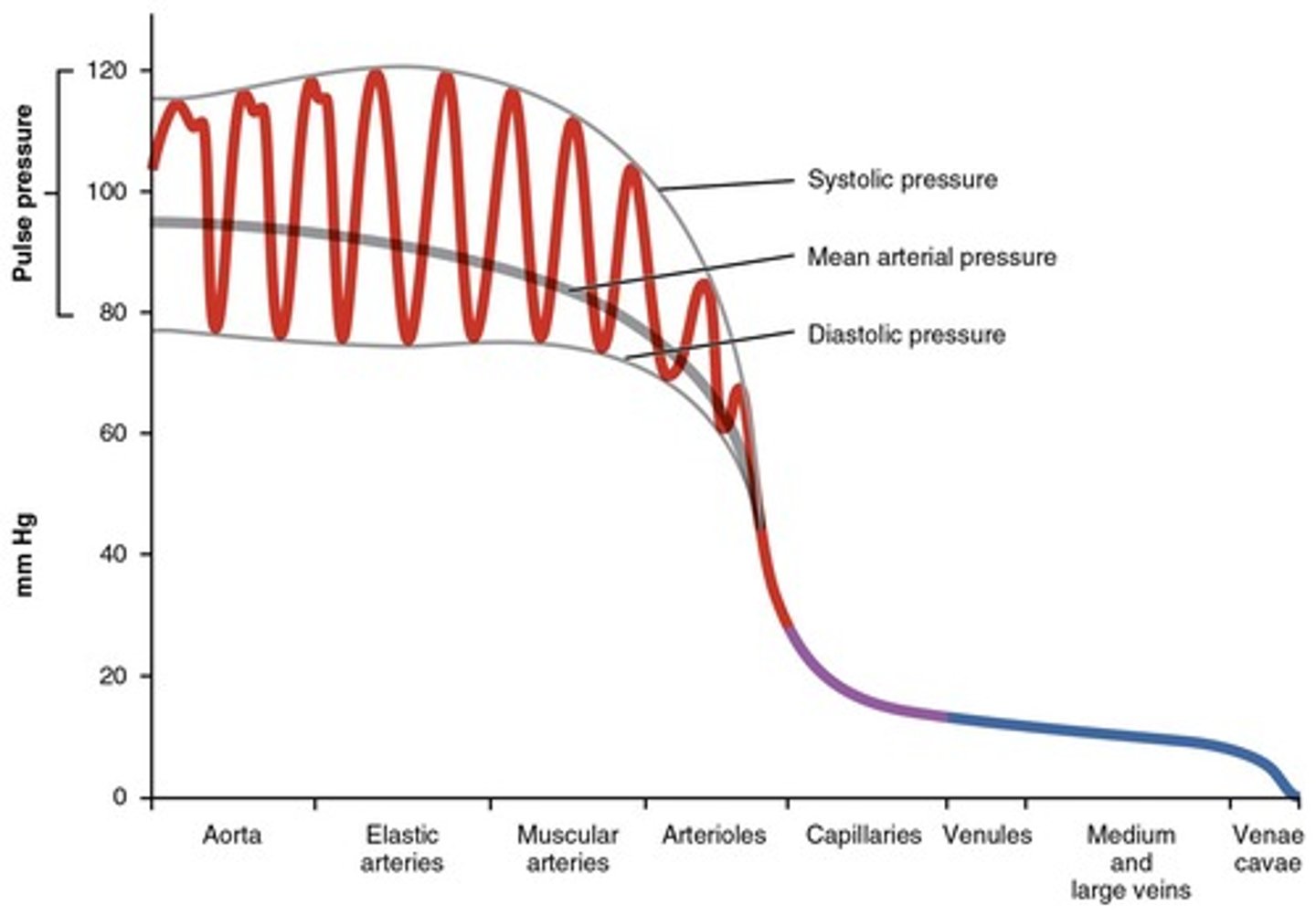 <p>Force exerted by circulating blood on vessel walls.</p>