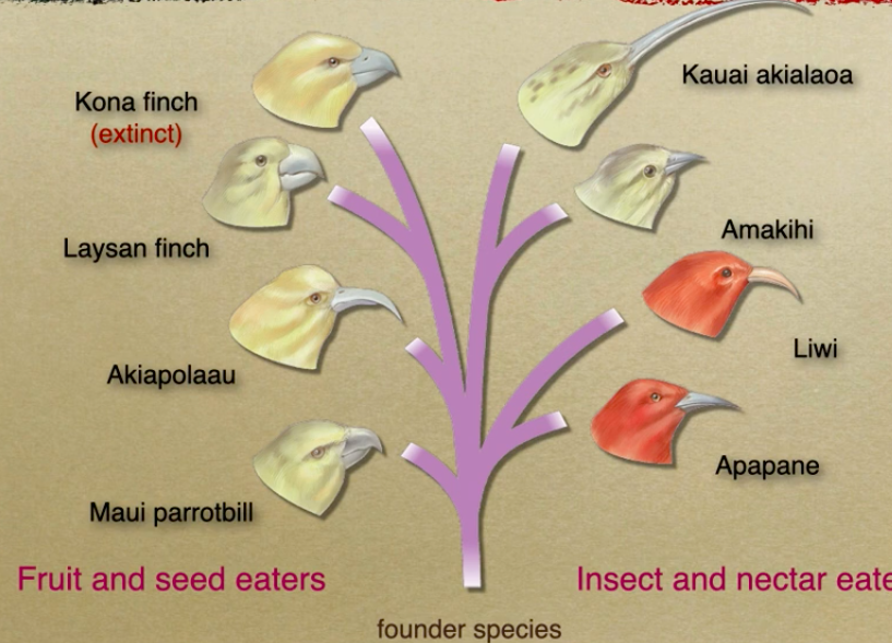 <ul><li><p>divergent evolution occurs <strong><span style="color: green">rapidly</span></strong> because many <strong><span style="color: yellow">new habitats</span></strong> open up to a colonizing species</p></li></ul>