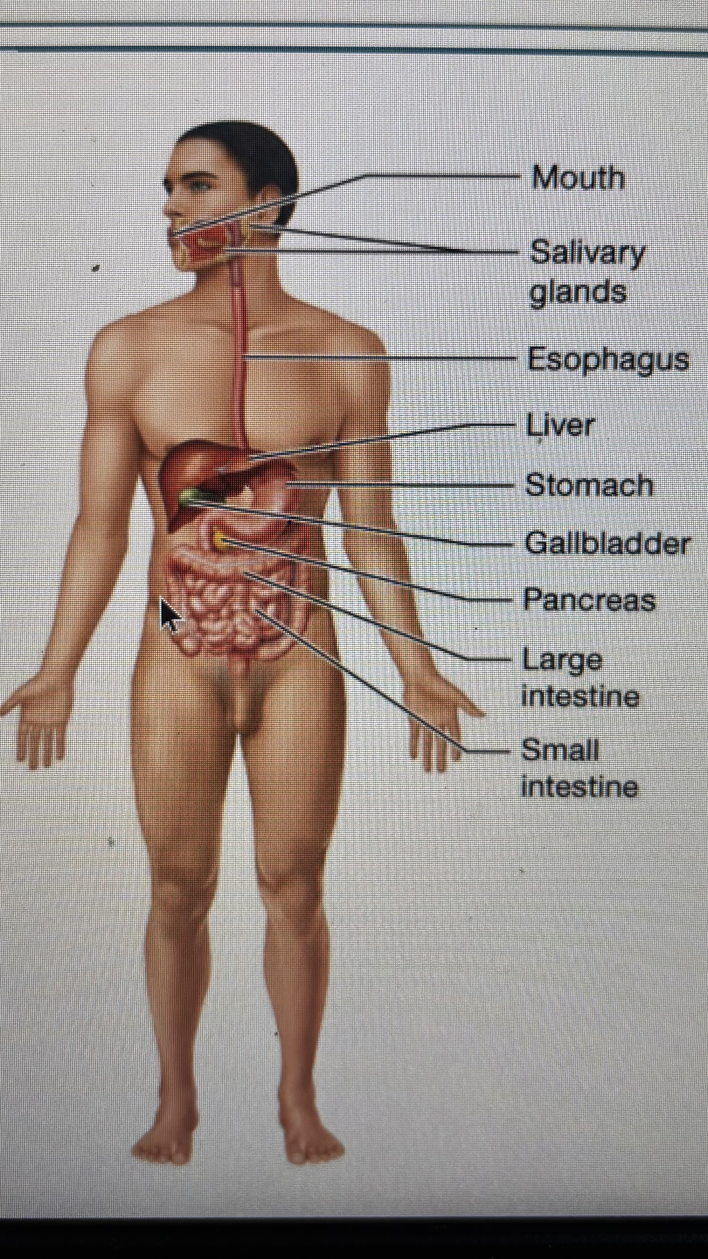 <p>saliva glands</p><p>esophagus </p><p>liver</p><p>stomach</p><p>gallbladder </p><p>pancreas</p><p>large intestine</p><p>small intestine </p>
