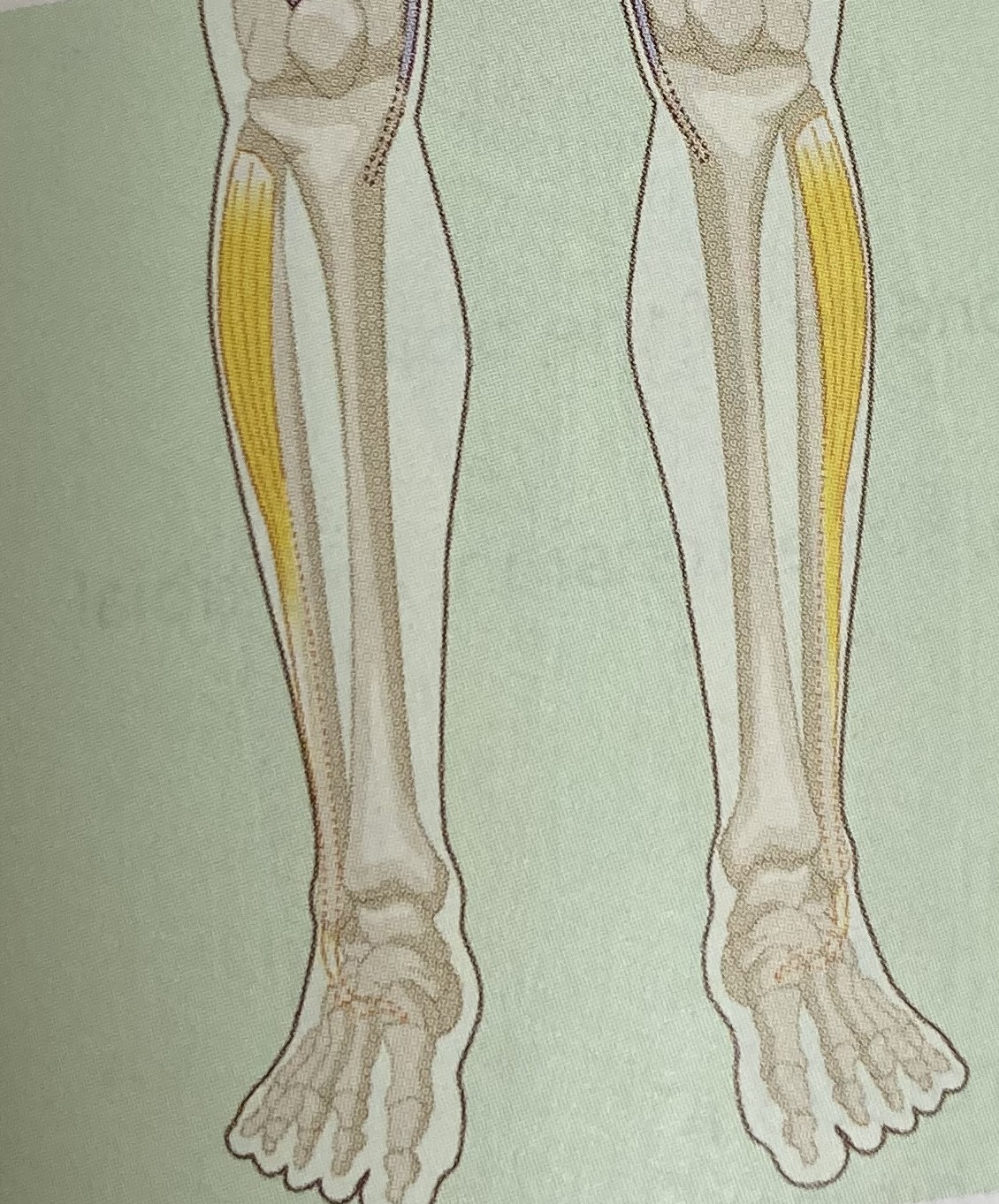 <ul><li><p>category: lower leg musculature</p></li><li><p>origin: starts at the lateral condyle of the tibia and lateral surface of the fibula</p></li><li><p>insertion: ends at the lateral side of the first metatarsal</p></li><li><p>isolated function: concentric plantarflexion and eversion</p></li><li><p>integrated function: eccentric dorsiflexion</p></li><li><p>stabilizes the foot and ankle complex</p></li></ul><p></p>