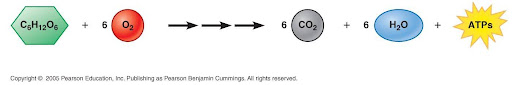 <p>what cells do after you breath in oxygen during respiration</p><p><strong>1) powers cells</strong></p><p>2) is an exergonic reaction performed by the <strong>mitochondrion</strong></p><p>3) part of energy from glucose and oxygen is harnessed to activate ATP; other part is stored.</p>