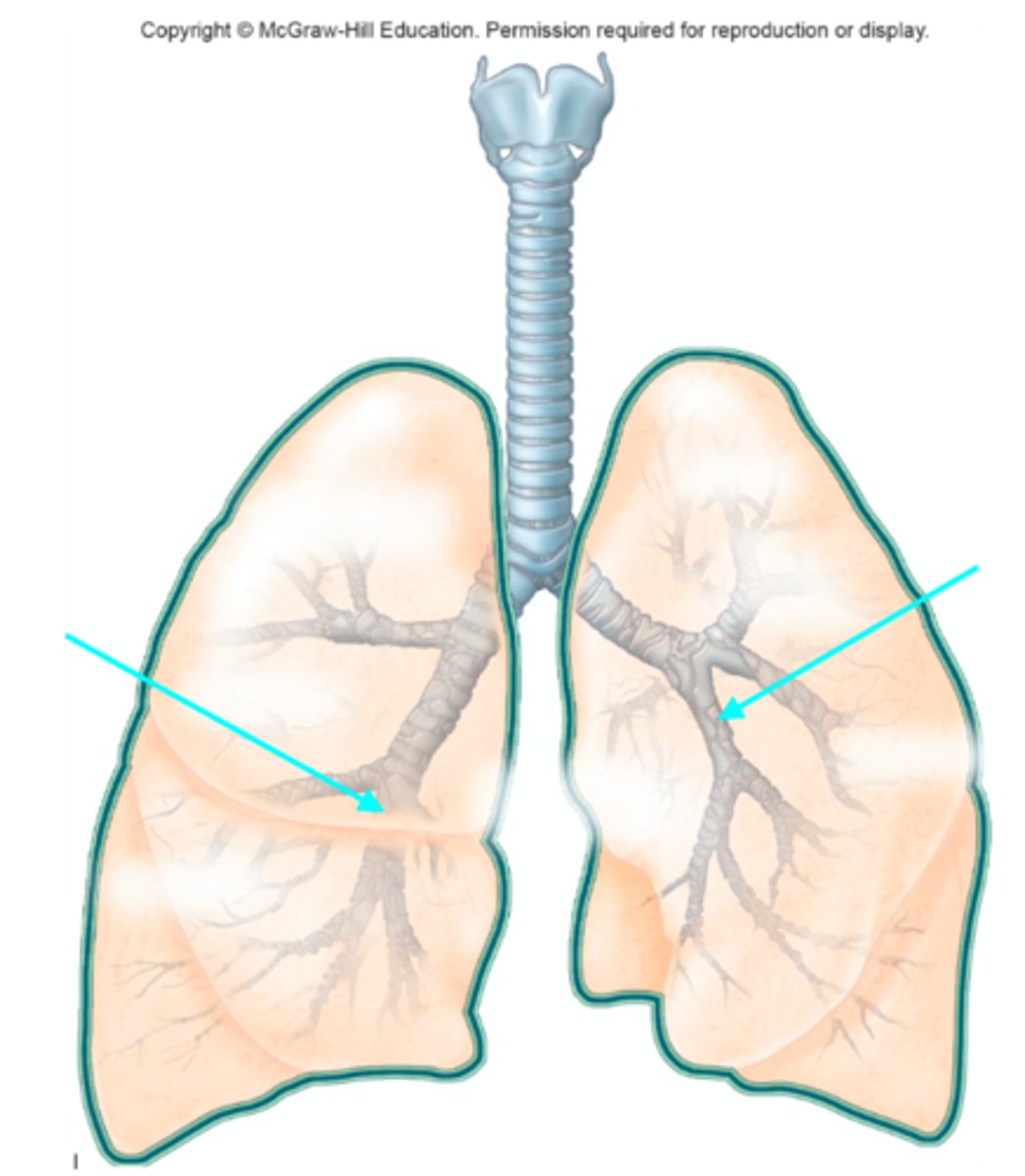 <p>Which structures of the lung diagram are the blue arrows pointing at?</p>