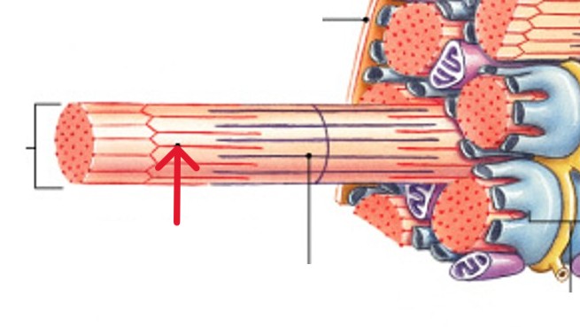 <p>Which type of myofilaments are made of the protein actin?</p>