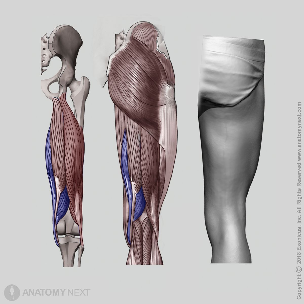 <p>extends the hip flexes the knee</p><p>O:ischial tuberosity</p><p>I: medial condyle of tibia</p>