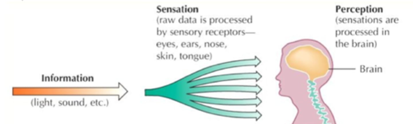 <p>Sensation: (Physiological processing)</p><p>• physical stimuli&gt;activation of sense organs</p><p>• Nerve impulses&gt;sent to brain</p><p>-Sensory transduction-Transduction is the process that converts a sensory signal to an electrical signal to be processed in a specialized area in the brain.</p><p>• Bottom-up</p><p>Perception: (Meaningful processing)</p><p>• Active processing of stimuli and giving meaning</p><p>"making sense" of sensation• Topdown</p>