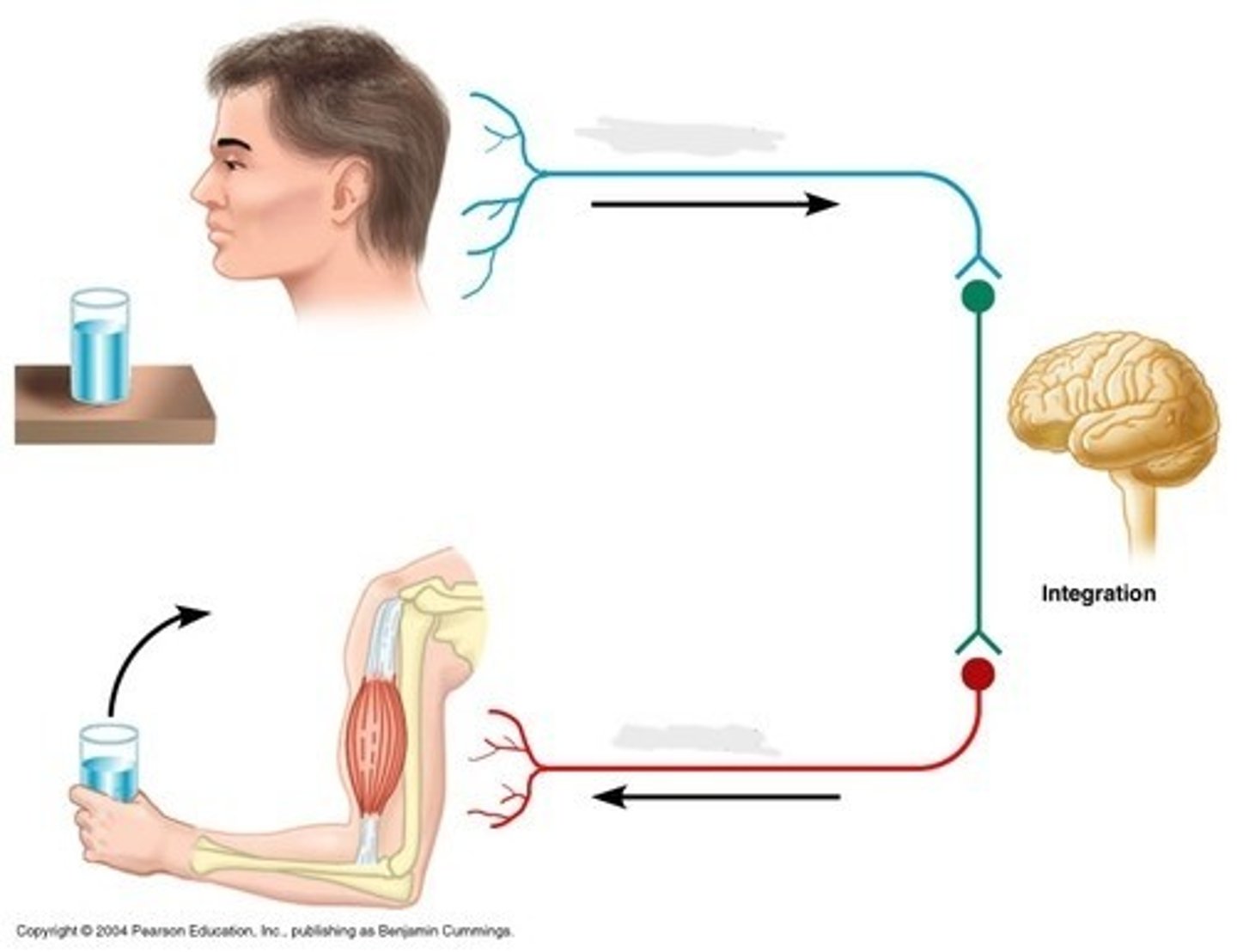 NEUROBIOLOGY 355 Flashcards Knowt