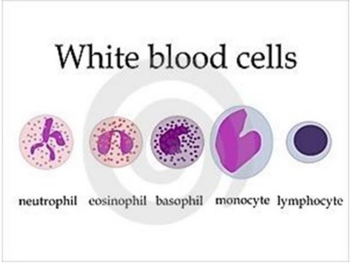 <p>A differential count determines the amount of each type of white blood cell in the blood --&gt; helps determine whether infection is bacterial or viral</p>
