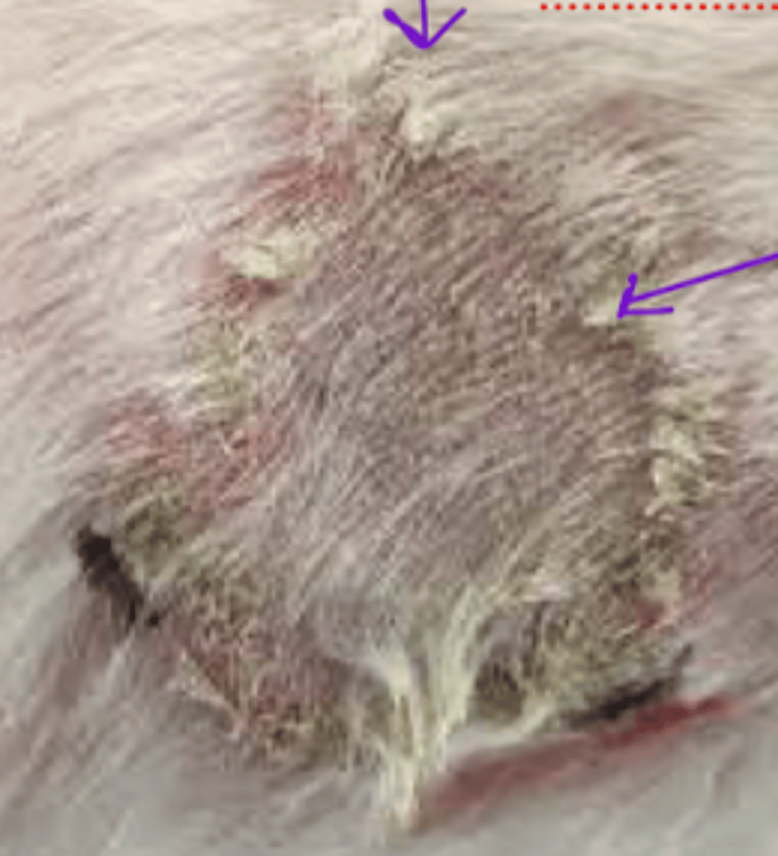 <p>what is this?</p>