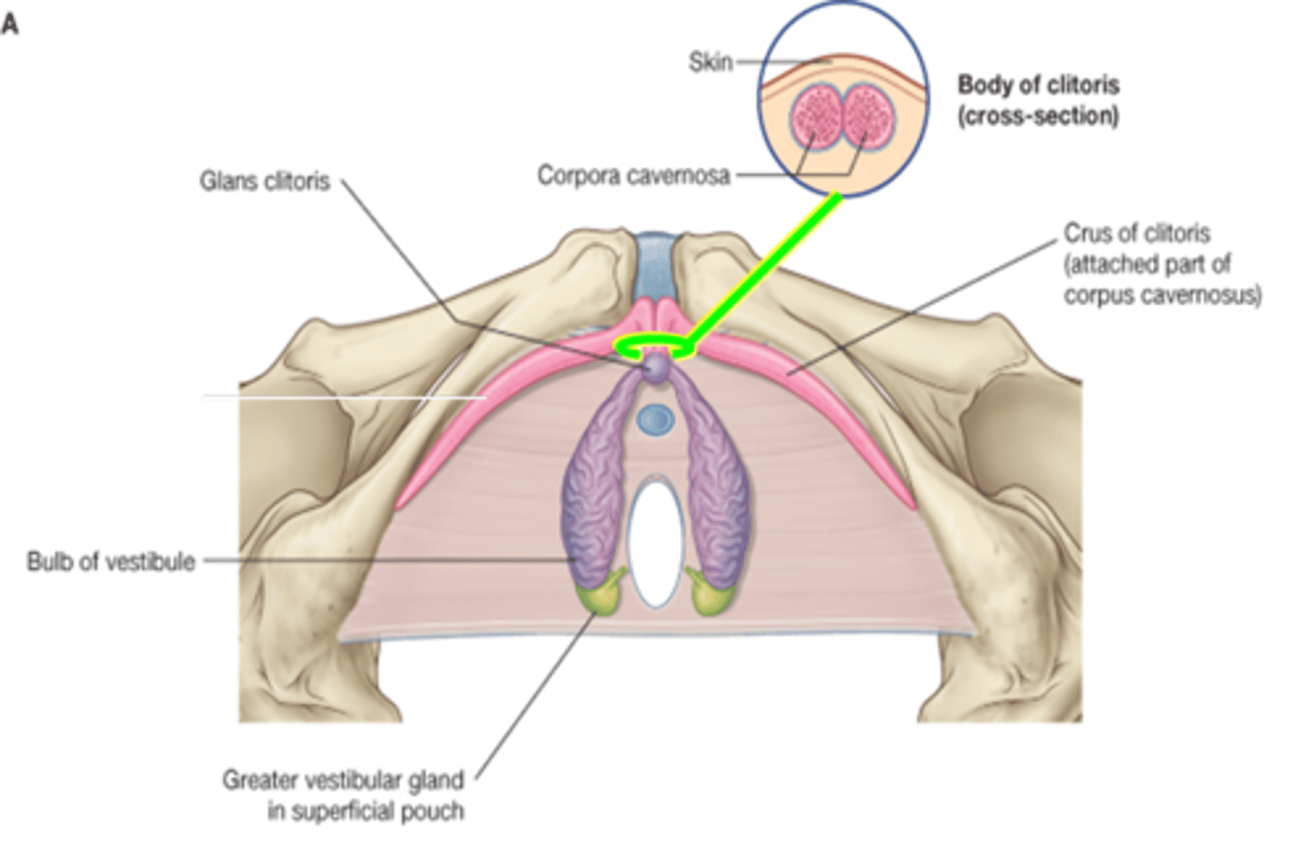 <p>What part of the female reproductive system is this?</p>