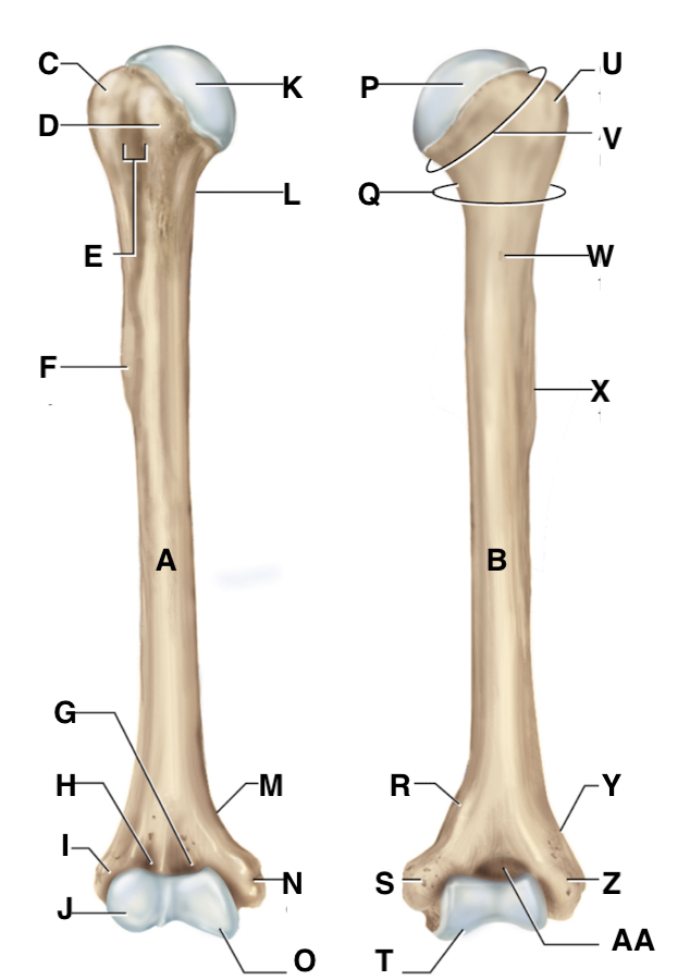 <p>Name point U.</p>