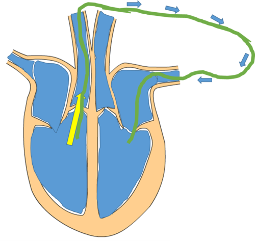 <p>What&apos;s the name of the labeled line (going to lungs and back)</p>