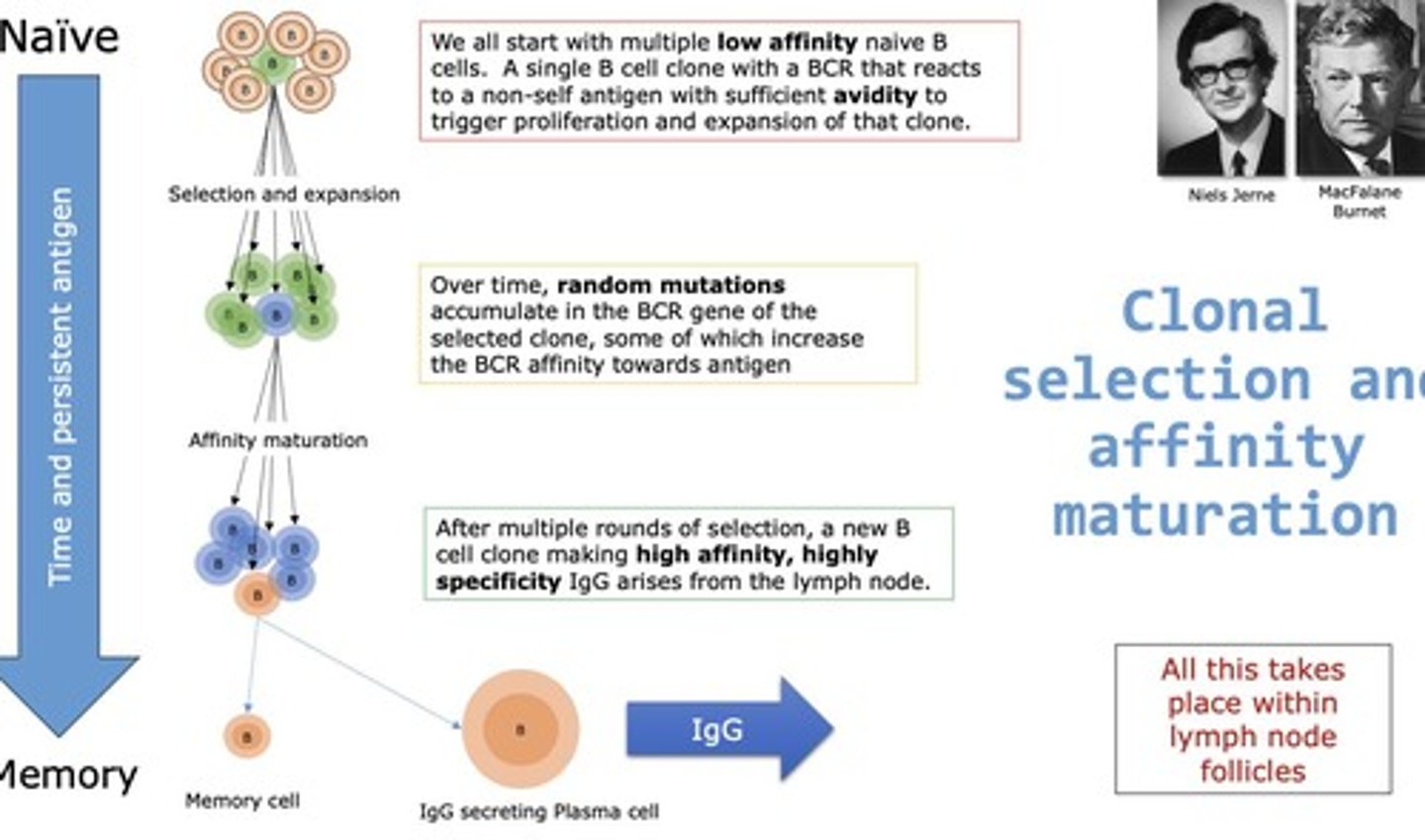 <p>Process where specific B cells expand upon antigen exposure.</p>