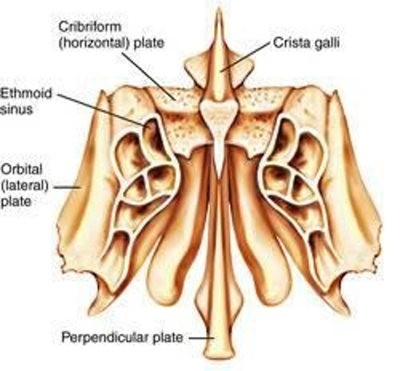<p>Located between the orbits; contains the cribiform plate that transmits the olfactory nerves.</p>