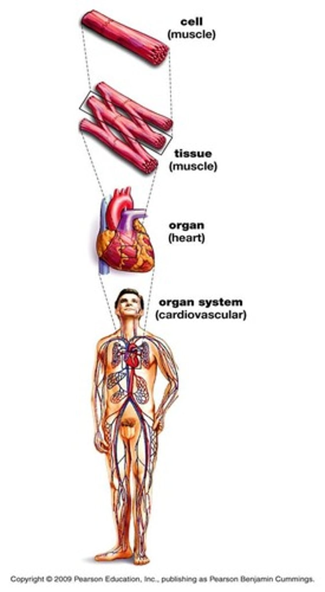 <p>Transports nutrients, waste, gases, and hormones.</p>