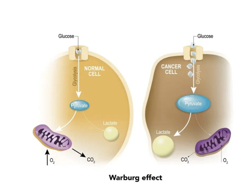 <p>Ccancer cells exhibit increased glucose uptake and utilization: Warburg effect</p>