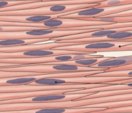 <p>what is this tissue </p>