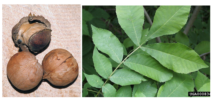 <p>Juglandaceae </p><p>Carya cordiformis </p>