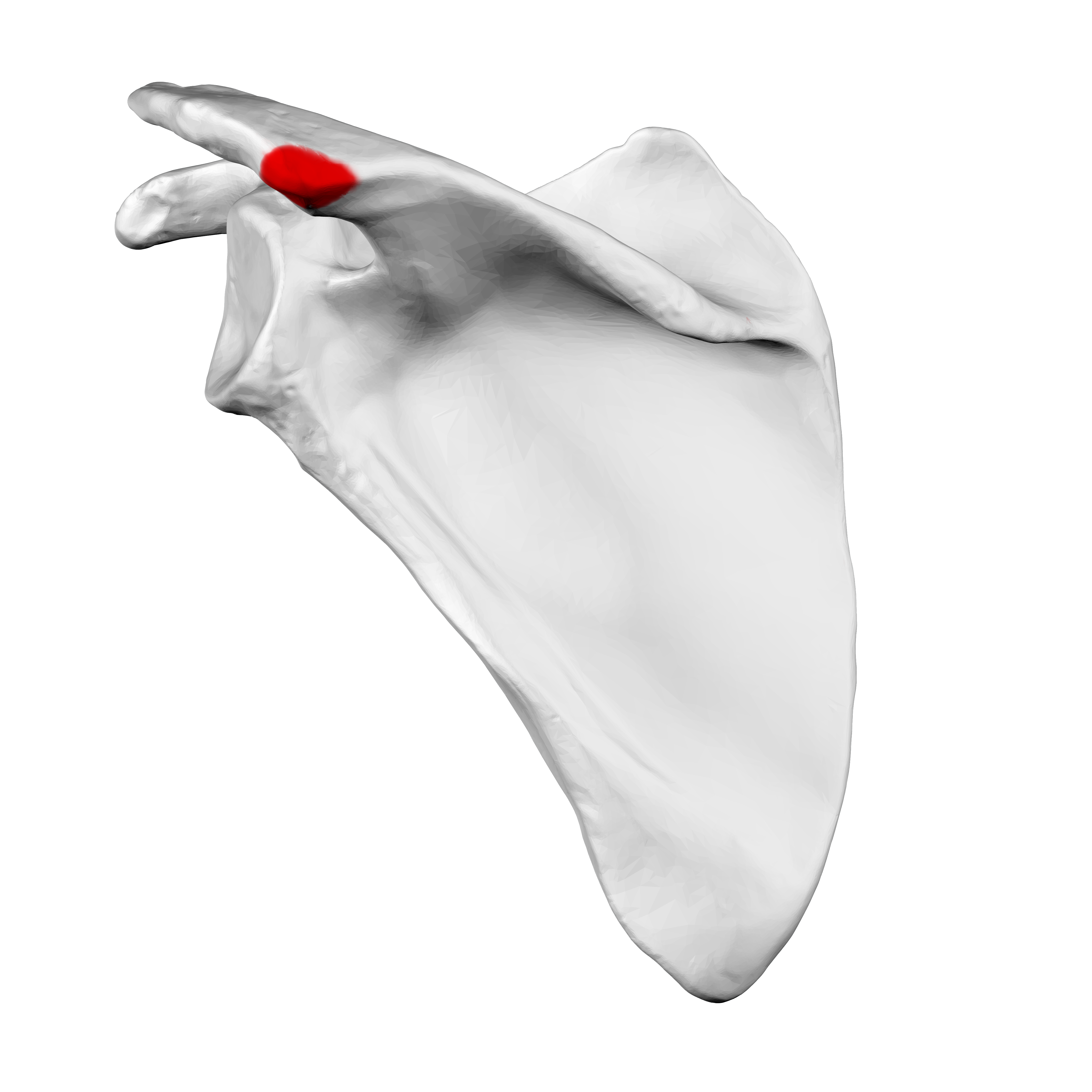 <ul><li><p>felt at the point of junction of the lateral border of the acromion, with the inferior border of the crest of the spine of the scapula</p></li><li><p>angle is used as the proximal point when measuring distances in the upper extremity</p></li></ul><p></p>