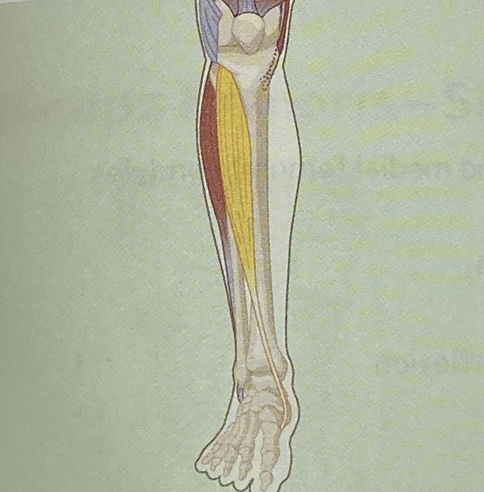 <ul><li><p>category: lower leg musculature</p></li><li><p>origin: starts at the lateral surface of the tibia</p></li><li><p>insertion: ends at the base of the first metatarsal</p></li><li><p>isolated function: concentric dorsiflexion and inversion</p></li><li><p>integrated function: eccentric plantarflexion and eversion</p></li><li><p>stabilizes the arch of the foot</p></li></ul><p></p>