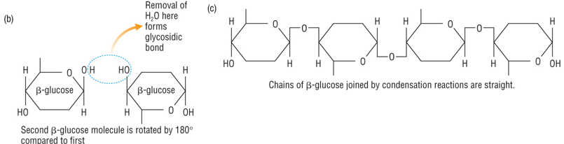 <ul><li><p>It is a polysaccharide which consists of long chains of beta glucose joined together by 1-4 beta glycosidic bonds.</p></li><li><p>The chains form rope-like microfibrils which are layered, as hydrogen bonds form between individual cellulose fibres</p></li><li><p>Microfibrils are held together by more hydrogen bonds to form microfibrils these are embedded in a polysaccharide glue called pectin</p></li></ul><p></p>