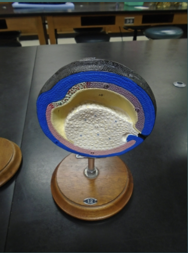 <p>explain the state of the blastula in terms of the neurulation/organogensis process (according to this model)</p>