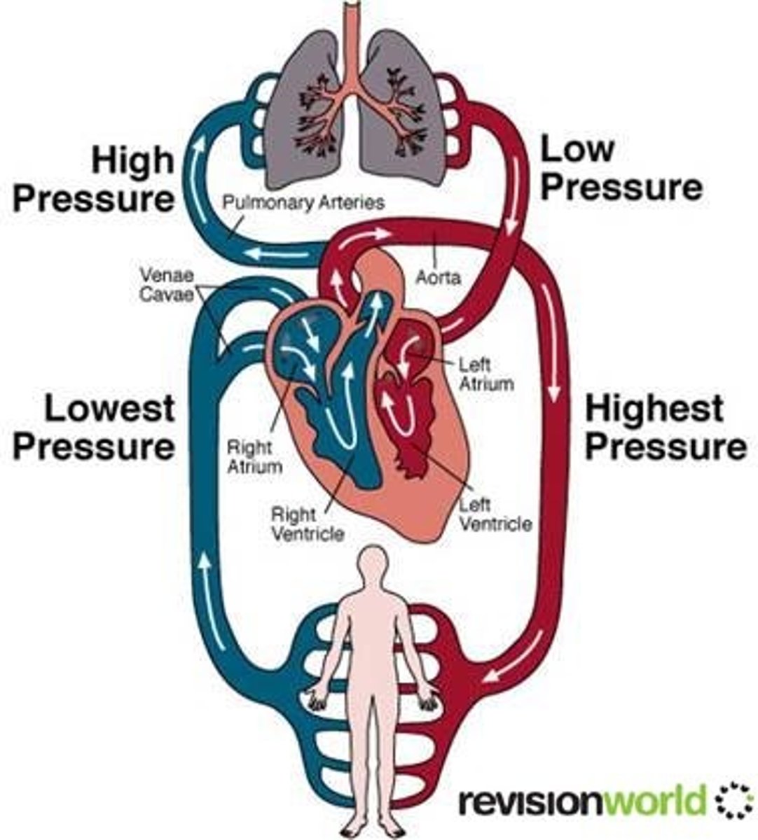 <p>Carries oxygenated blood from the heart to the body and back to the heart</p>