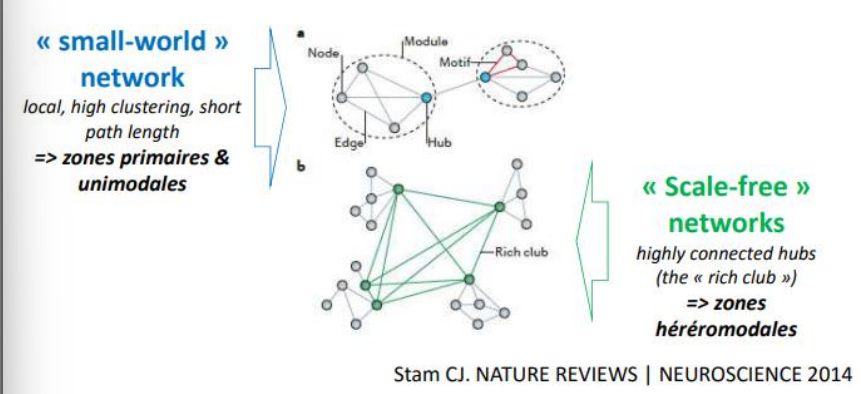 <p>= Système complexe d’unités en interaction.</p><p>➢ Small world (zones primaires et unimodales) : fonctionnement local, avec un regroupement élevé et une grande connexion. Exemple : reconnaitre un son/une lettre. Il y a une connection entre diff neurones qui traitent une chose. Il y a des espèces de hubs qui connectent ces régions entre elles (ex : lobe frontal et occipital) et cela peut être à longue distance (?)</p><p>➢ Scale-free (zones hétéromodales) : connexions à distance entre ces modules = échange d’informations via des fibres (« autoroutes »). Exemple : liaison entre le lobe pariétal et frontal.</p><p>S’il y a des lésions, il y a déconnexion. Exemple : une alexie sans agraphie (ne plus savoir lire mais savoir écrire).</p>
