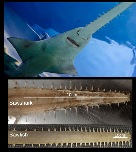 <p>Order Pristiformes and Sawfish</p>