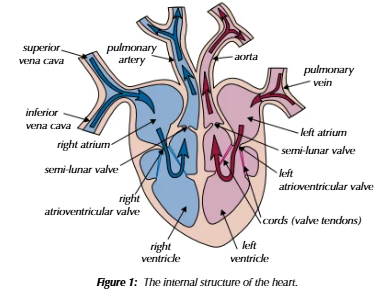 <p>the right side of the heart pumps deoxygenated blood to the lungs, and the left side of the heart pumps oxygenated blood to the whole body</p><p>the left ventricle has thick, muscular walls, so it can more powerfully pump blood further</p><p>the ventricles have thicker walls than the atria to push blood all the way out of the heart</p><p>the atrioventricular valves link the atria and the ventricles. it stops blood flowing backwards into the atria. the semi-lunar valves connect the ventricles to the main arteries (pulmonary artery and aorta) to stop backflow into the ventricles. if there’s higher pressure behind a valve, it’s forced open, and vice versa</p><p>the cords attach the atrioventricular valves to the ventricles to stop them being forced up into the atria</p>