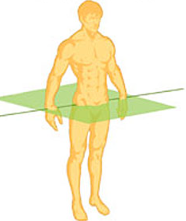 <p>Transverse (axial) Plane:</p>