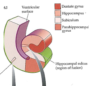 <p>hippocampal - allocortex </p><p>subiculum - neocortex</p>