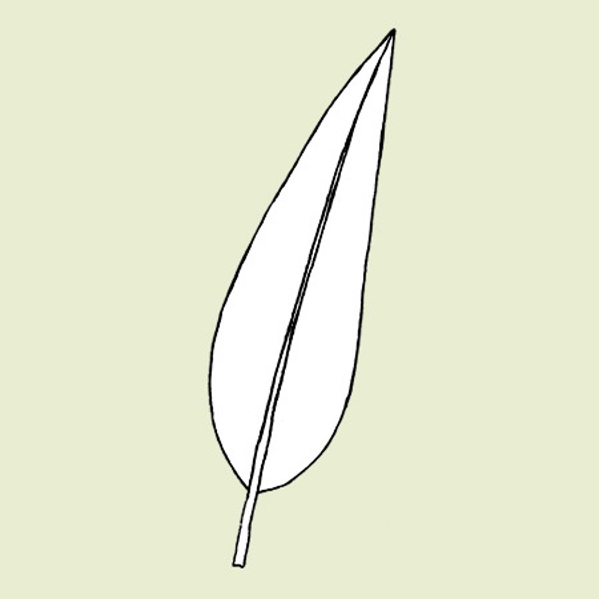 <p>sword leaf shape</p>