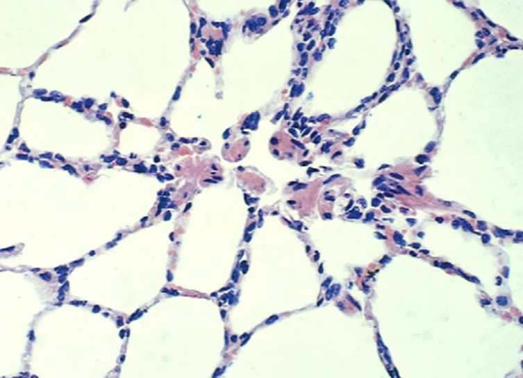 <p>Where can you see this type of epithelium?</p>