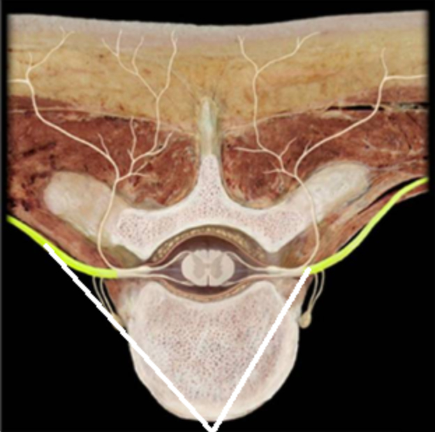 <p>Which structures are highlighted in the picture below (reference leader lines).</p>