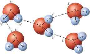 <p>Hydrogen bonds </p>
