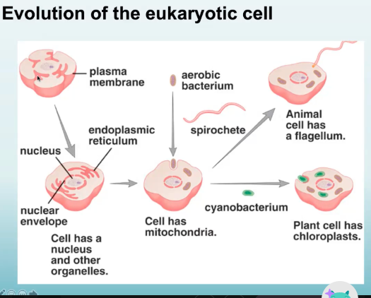 <p>From the prokaryotic cell, it may have swallowed another prokaryotic cell. This prokaryotic cell now becomes part of the mother prokaryotic cell.</p><p>If the mother prokaryotic cell swallowed an organism with chlorophyll pigments that can undergo photosynthesis</p><p>As it accumulates, these parts have evolved into specialized parts within the mother cell.</p><p>Aerobic bacterium now has become a mitochondria</p><p>Bacterium with chlorophyll now has become the chloroplastid</p><p>The nuclear material inside now has developed its own membrane around it</p><p>There developed subunits or organelles with specific functions within the cell. It now has become more complicated and in turn, into a EUKARYOTIC CELL</p>