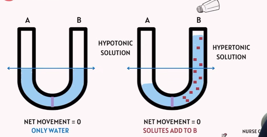 <p><span>Hypotonic and Hypertonic ? how Solutes play a role in there?</span></p>