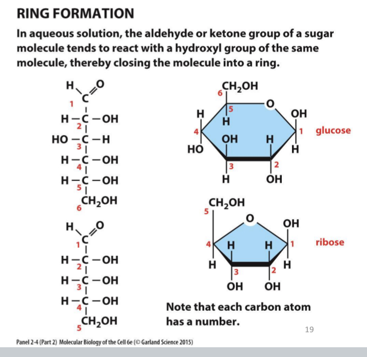 <p><span>in aqueous solution, the aldehyde or ketone group of a sugar molecule tends to react with a hydroxyl group of the same molecule, closing the molecule into a ring</span></p>