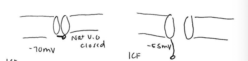 <p>at -70 mV (resting potential): activation gates are closed, so Na+ can’t enter</p><p>at -55 mV (threshold): activation gates open, Na+ rushes into the cell, causing depolarization</p>