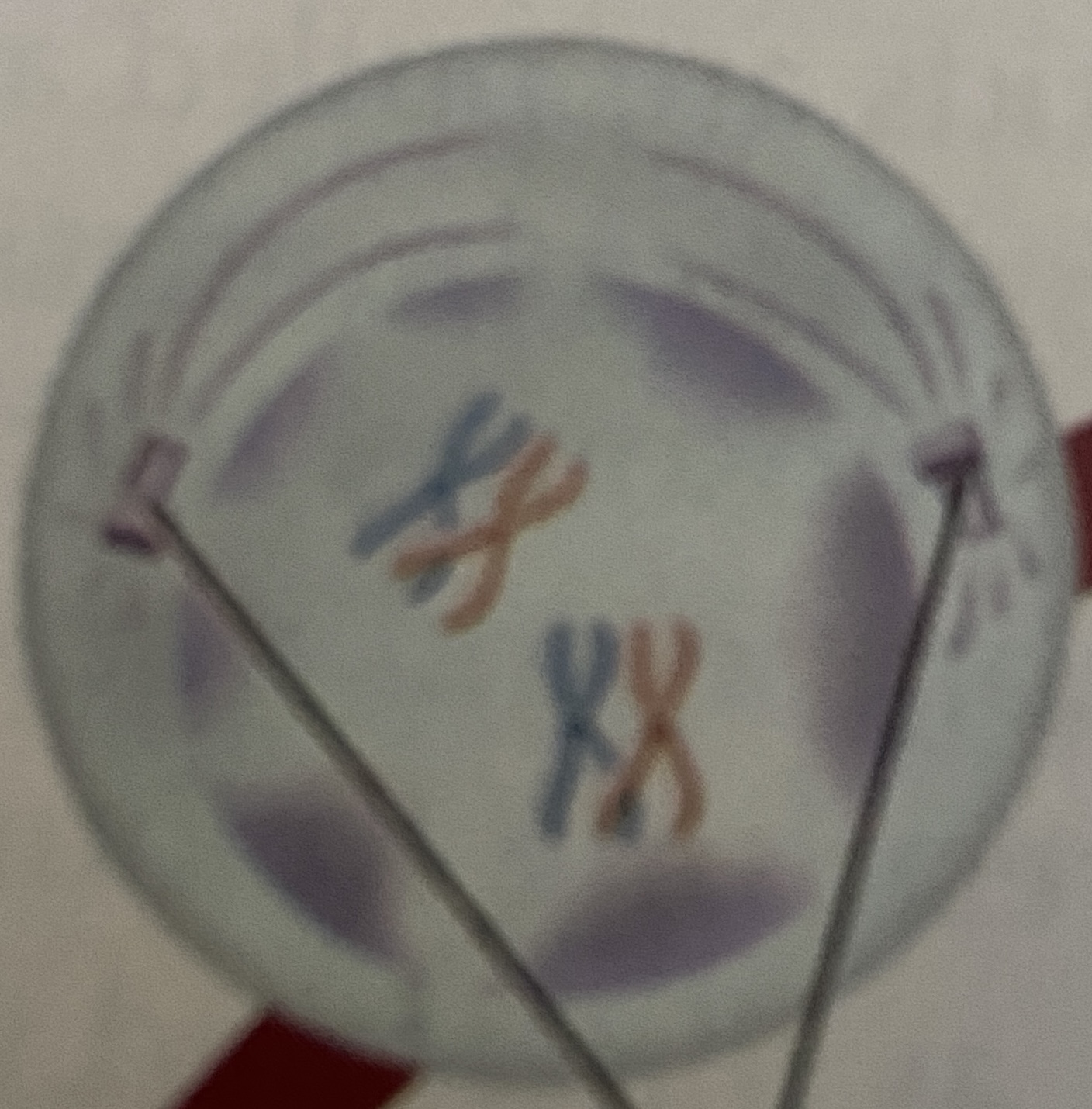 <p>What stage of Meiosis is this?</p>