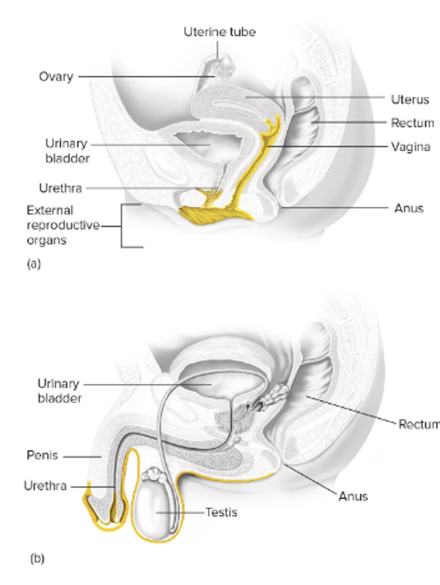 <p>- female: vagina &amp; outer opening of urethra</p><p>- male: anterior urethra</p>
