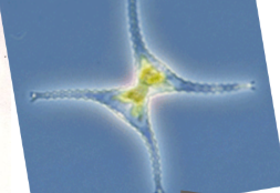 <p>(frw planktonic)</p>