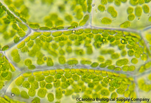 organelle where photosynthesis takes place.