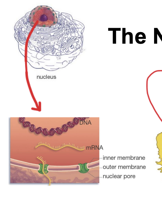 <ul><li><p><span style="background-color: inherit; line-height: 19.55px; color: windowtext;"><span>Nucleus: stores cell DNA&nbsp;</span></span><span style="line-height: 19.55px; color: windowtext;"><span>&nbsp;</span></span></p></li><li><p class="Paragraph SCXO143450012 BCX0" style="text-align: left;"><span style="background-color: inherit; line-height: 19.55px; color: windowtext;"><span>Nuclear envelope: defines boundary of nucleus</span></span><span style="line-height: 19.55px; color: windowtext;"><span>&nbsp;</span></span></p><ul><li><p class="Paragraph SCXO143450012 BCX0" style="text-align: left;"><span style="background-color: inherit; line-height: 19.55px; color: windowtext;"><span>Have protein opening (nuclear pores) --&gt; how small molecules can travel outside of the nucleus envelope</span></span><span style="line-height: 19.55px; color: windowtext;"><span>&nbsp;</span></span></p><ul><li><p class="Paragraph SCXO143450012 BCX0" style="text-align: left;"><span style="background-color: inherit; line-height: 19.55px; color: windowtext;"><span>Needed to communicate with the rest of the cell (especially mRNA)</span></span><span style="line-height: 19.55px; color: windowtext;"><span>&nbsp;</span></span></p></li></ul></li></ul></li></ul><p></p>