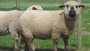 <p>A black bodied sheep with a large, blocky body type and wool at forehead</p>